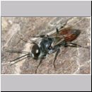 Astata boops - Wanzengrabwespe m10 10mm.jpg